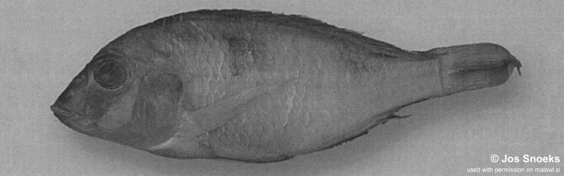 Otopharynx sp. 'red flat-jaw' Kadango